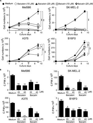 Baicalein and Baicalin Promote Melanoma Apoptosis and Senescence via Metabolic Inhibition